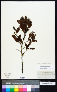 Eubotrys racemosa image