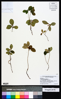 Gaultheria procumbens image