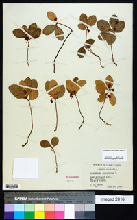 Gaultheria procumbens image