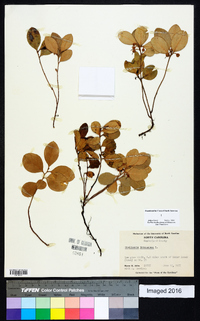 Gaultheria procumbens image