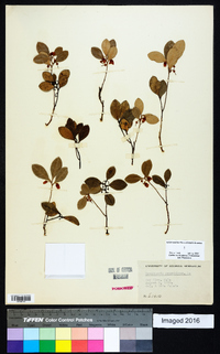 Gaultheria procumbens image