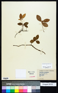 Gaultheria procumbens image