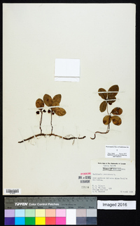 Gaultheria procumbens image