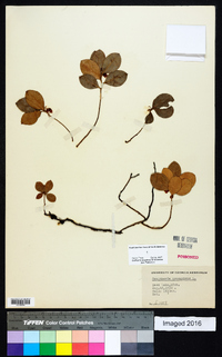 Gaultheria procumbens image