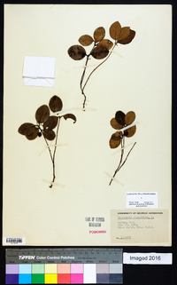 Gaultheria procumbens image