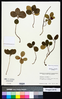 Gaultheria procumbens image