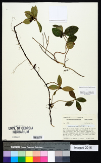 Gaultheria procumbens image