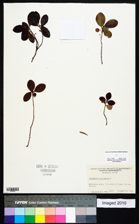 Gaultheria procumbens image