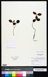 Gaultheria procumbens image