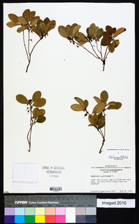 Gaultheria procumbens image