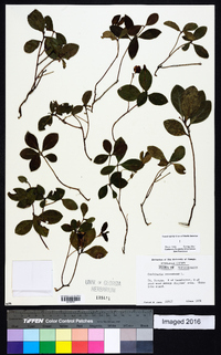 Gaultheria procumbens image