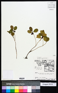 Gaultheria procumbens image