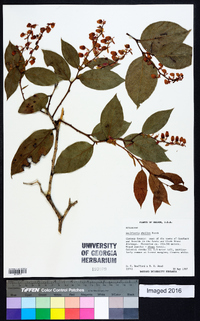 Gaultheria shallon image