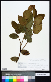 Gaultheria shallon image