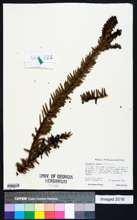 Image of Gaultheria serrata