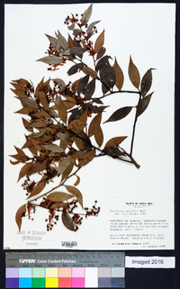 Gaultheria gracilis image