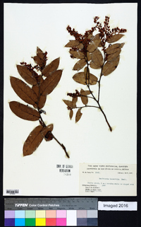 Gaultheria lancifolia image