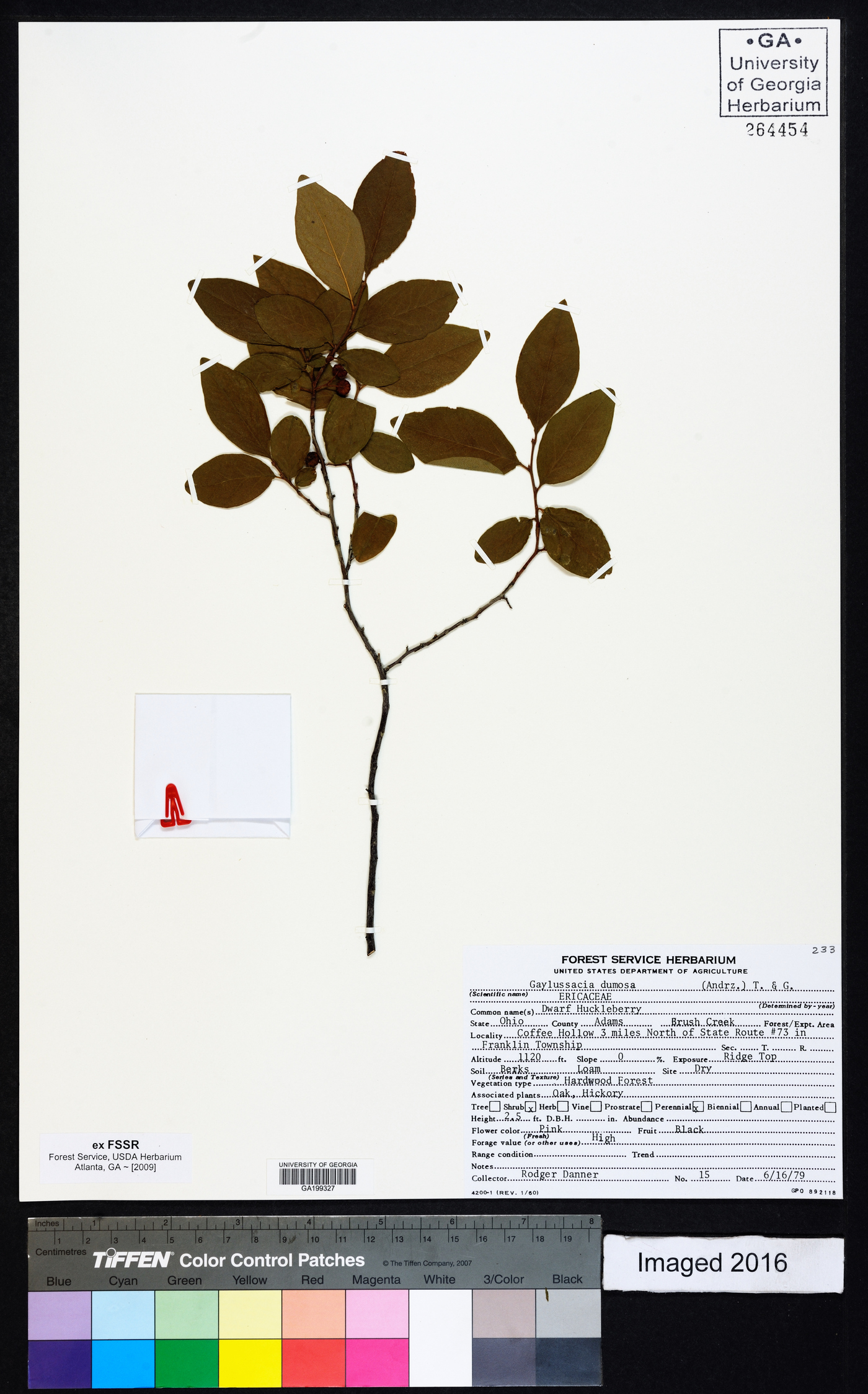Gaylussacia dumosa image