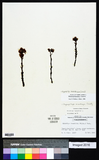 Hypopitys monotropa image