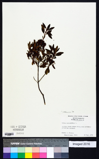 Kalmia angustifolia image