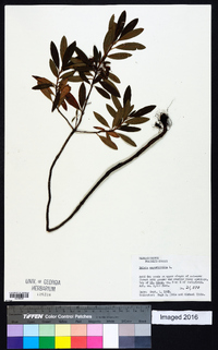 Kalmia angustifolia image