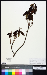 Kalmia angustifolia image