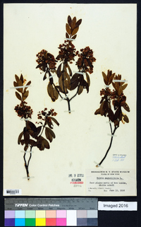 Kalmia angustifolia image