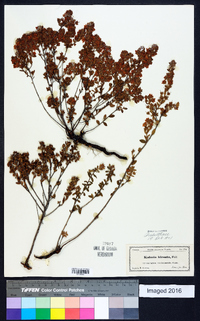 Kalmia hirsuta image