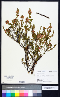 Kalmia hirsuta image