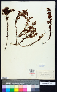 Kalmia hirsuta image