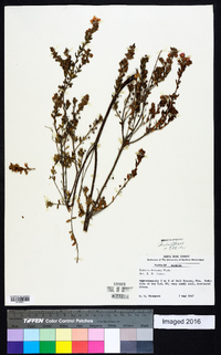 Kalmia hirsuta image