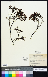 Kalmia polifolia image