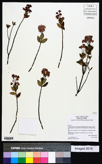 Kalmia microphylla image