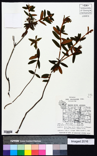 Rhododendron groenlandicum image