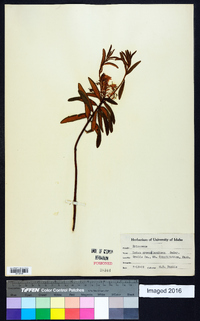 Rhododendron groenlandicum image