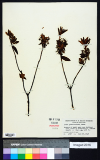 Rhododendron groenlandicum image