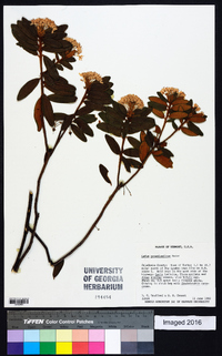 Rhododendron groenlandicum image