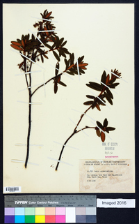 Rhododendron groenlandicum image