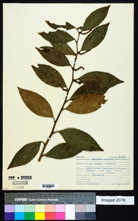 Leucothoe axillaris image