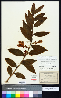 Leucothoe axillaris image