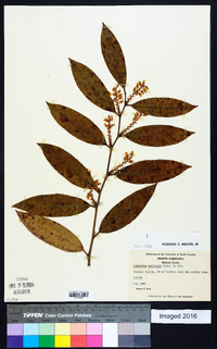 Leucothoe axillaris image