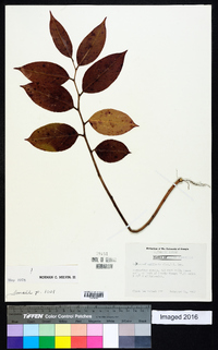 Leucothoe axillaris image