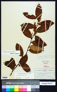 Leucothoe axillaris image