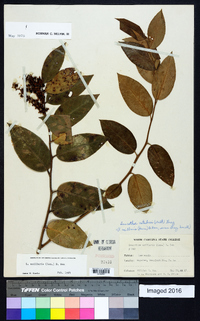 Leucothoe axillaris image