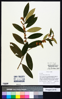 Leucothoe axillaris image