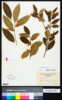 Leucothoe axillaris image