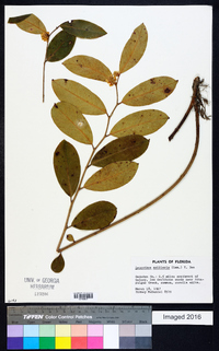 Leucothoe axillaris image