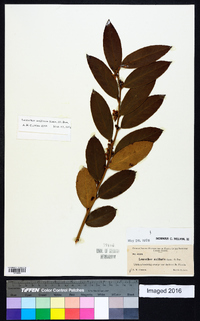 Leucothoe axillaris image