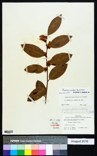 Leucothoe axillaris image