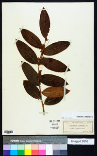 Leucothoe axillaris image